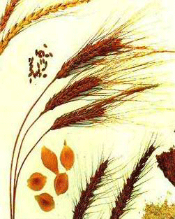 image006